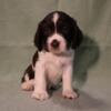 English Springer Spaniel Puppies - Shaye