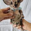 Little Baby Puppies: Chihuahua boy and girl