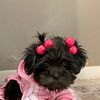 Shihpoos puppies for sale