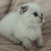 Munchkin 