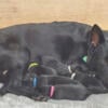 Solid Black German Shepherd Puppies Wisconsin Breeder