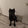 For Sale Cane Corso Puppy