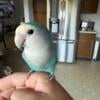 Female Peachface Lovebird Available