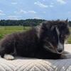 Sheltie puppies