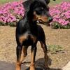 Miniature Pinscher puppies looking for their forever homes! (Central MI)