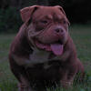 Looking For A Great Home