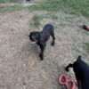 Cane Corso Pups