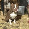 ABKC REGISTERED PUPPIES FOR SALE
