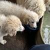 GREAT PYRENEES PUPPY FEMALE PRICE REDUCED