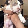 American bully