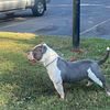 American bully adult