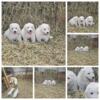 Purebread Great Pyrenees Puppies - 2 females acailable