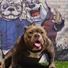 POCKET TRIPLE REGISTERED BULLY MALE FOR SALE