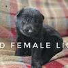 Black AKC German Shepherds