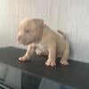 ABKC American Bully Puppies