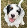 English Setter Puppy, FDSB, Natl Champ Sire
