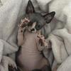 Sphynx Kittens