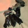 Pug puppies 4 males 3 females silver black and fawn