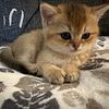 British Shorthair Kittens