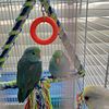 Parrotlett Babies