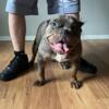 2 1-2 year old American bully.