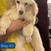 Standard poodle