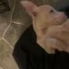 Michigan, Dogo Argentino Pocket Bully male puppy