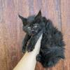 Beautiful, big polydactyl Maine Coon girl!