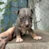 American bully puppies for sale