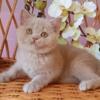 NEW Elite British kitten from Europe with excellent pedigree, male. Quico