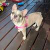 Full blooded crme Merle french bulldog