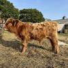 Miniature highland bull - Lakeport Miniature Highlands