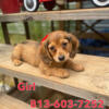 Mini Dachshund Long Hair Female Puppy