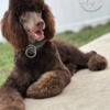 AKC & CKC Standard Poodle