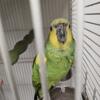 Amazon parrot looking for new home