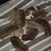 Micro exotics pups