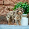 Gorgeous Cockapoo Puppies