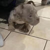 Lilac tri Merle Male