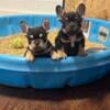 AKC registered Frenchbulldogs for sale