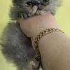 10 week old Persian kittens 