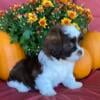 Bart CKC male Shihpoo