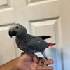 African Grey