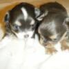 Chihuahua puppies (taking deposits)