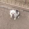 AKC Male English Bulldog