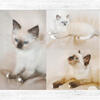 Ragdoll Kittens
