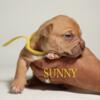 Sunny - Looking for a loving home