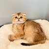 Scottish fold boy 2.5 months old for sale