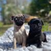 pug puppies litter available