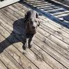 3 yr old wienmaraner 