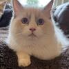 Gorgeous Lilac Bicolor Ragdoll Male